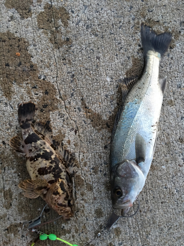 シーバスの釣果