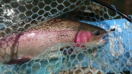 ニジマスの釣果