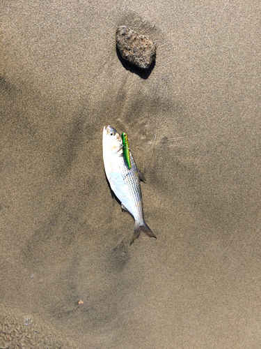 コノシロの釣果