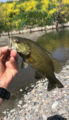 スモールマウスバスの釣果