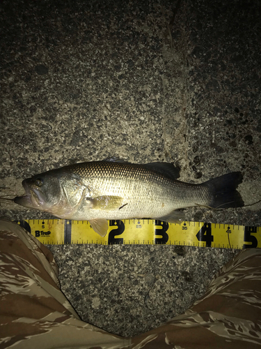 ブラックバスの釣果