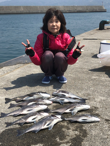 クロダイの釣果