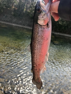 ニジマスの釣果