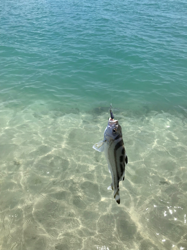 クワガナーの釣果