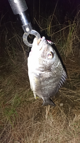 キビレの釣果