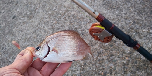 ウミタナゴの釣果