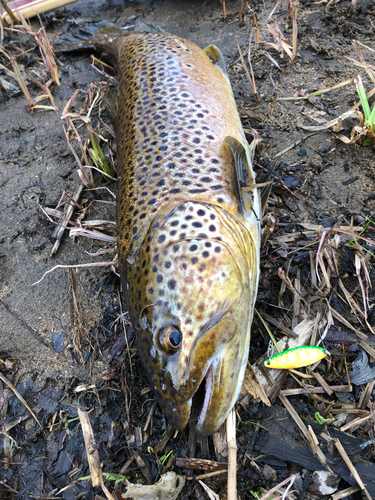 ブラウントラウトの釣果