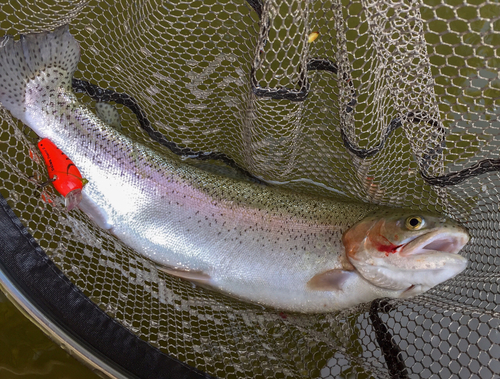 ニジマスの釣果