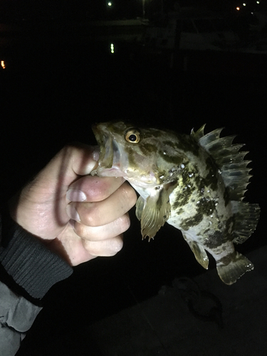 タケノコメバルの釣果