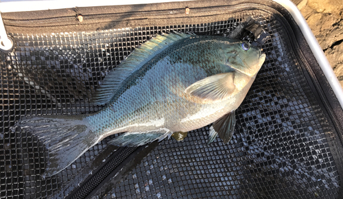 クチブトグレの釣果