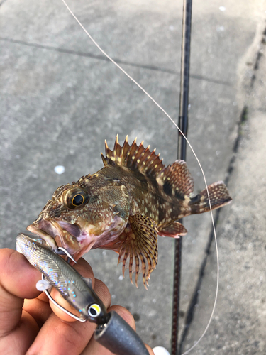 カサゴの釣果