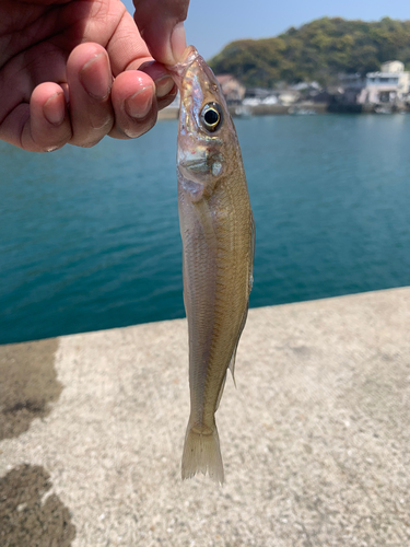 キスの釣果