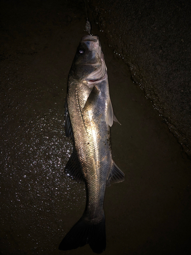 セイゴ（タイリクスズキ）の釣果