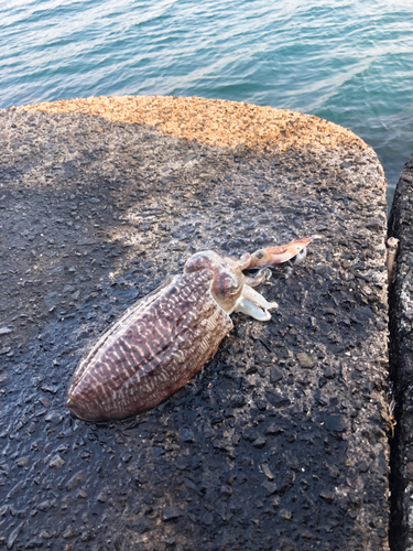 コウイカの釣果