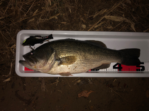 ブラックバスの釣果