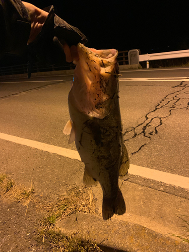 ラージマウスバスの釣果