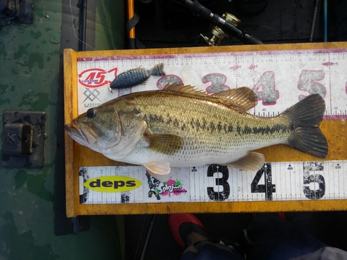 ブラックバスの釣果