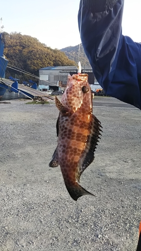 オオモンハタの釣果