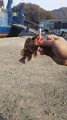 ガシラの釣果