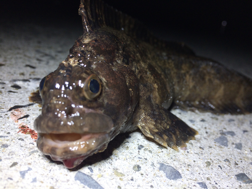 フサギンポの釣果