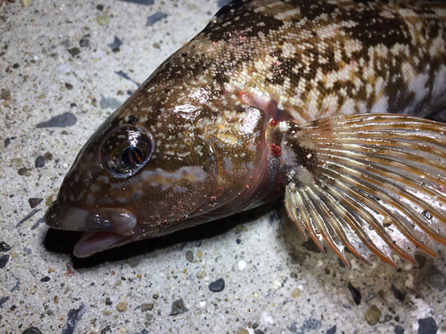 アイナメの釣果