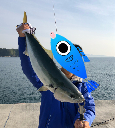 ハマチの釣果