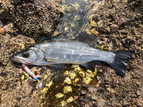 ヒラスズキの釣果