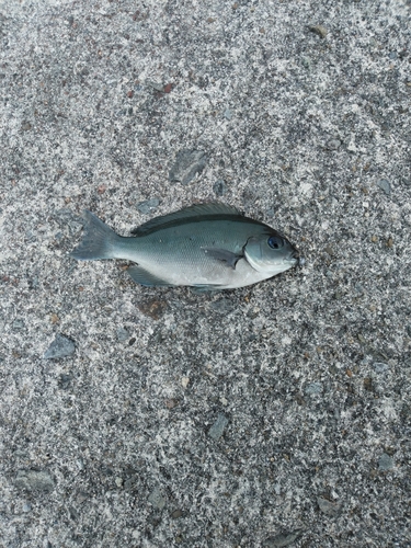 メジナの釣果