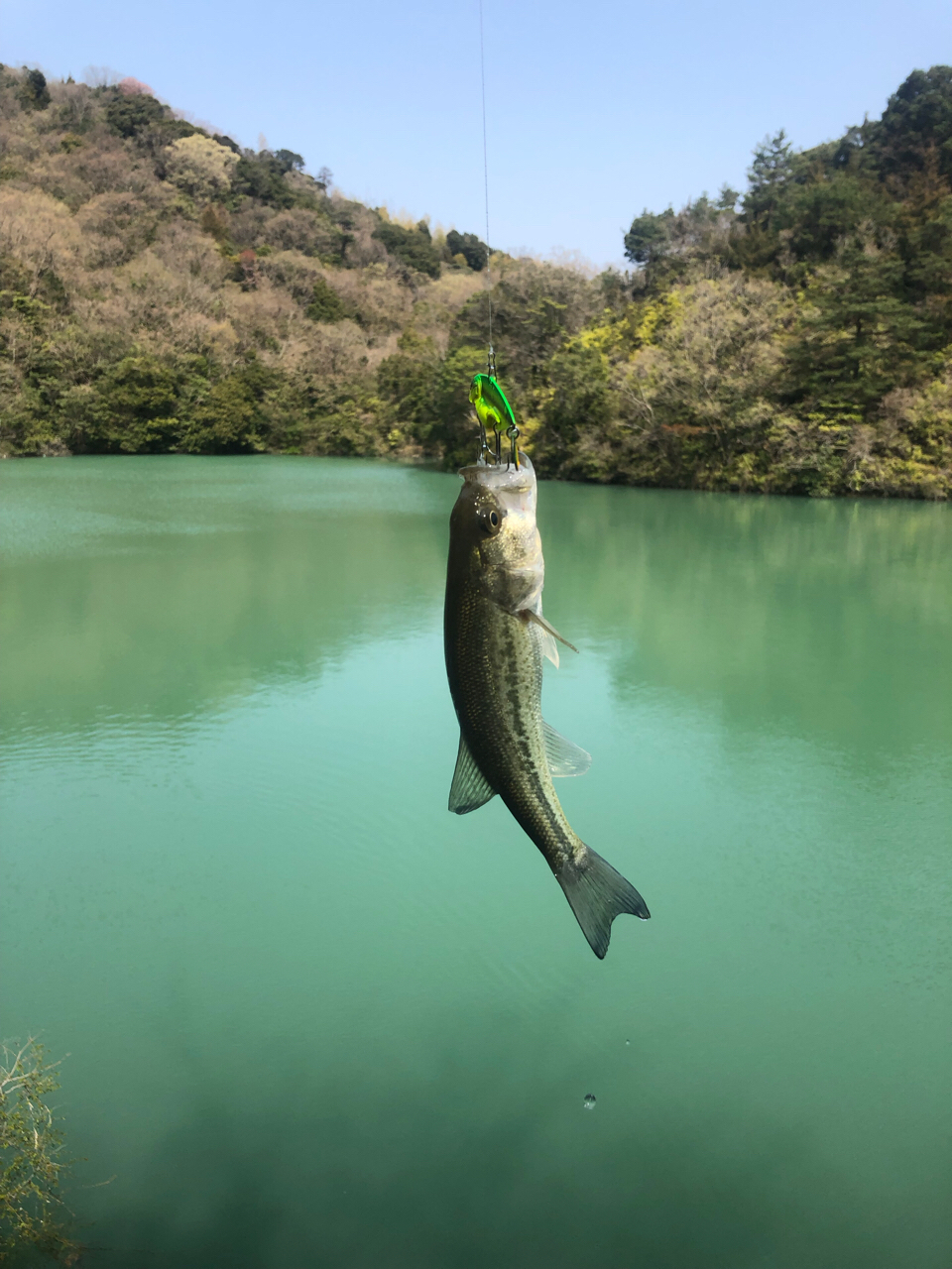 ブラックバス