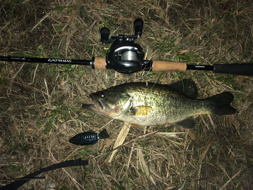 ブラックバスの釣果