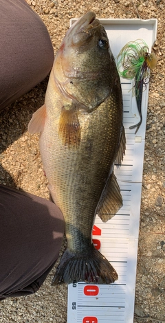 ブラックバスの釣果