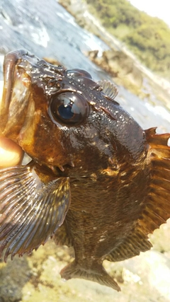 ムラソイの釣果