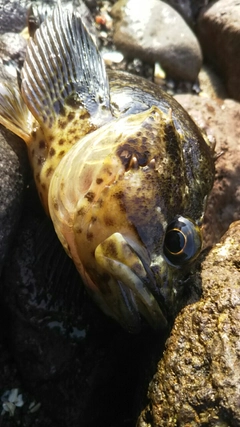 ムラソイの釣果