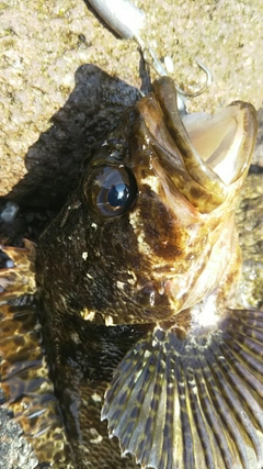 ムラソイの釣果