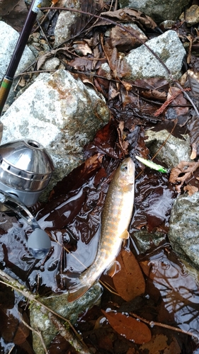 イワナの釣果