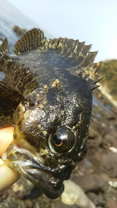 ムラソイの釣果