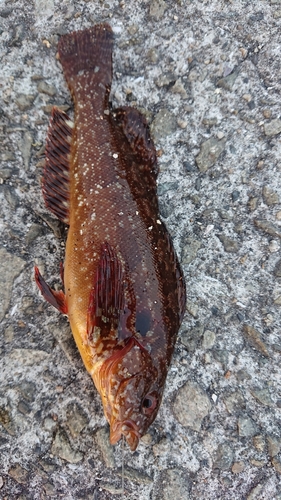 アイナメの釣果