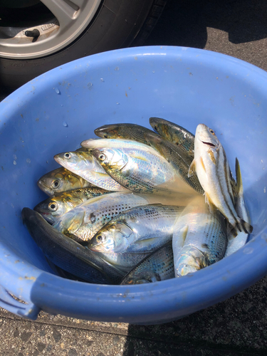 コノシロの釣果