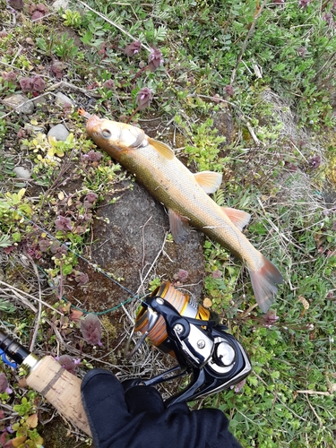 ウグイの釣果