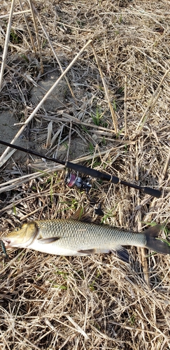 ニゴイの釣果