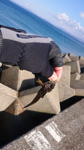 ハゼの釣果