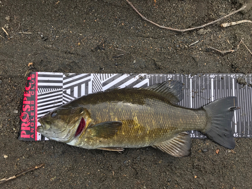 スモールマウスバスの釣果