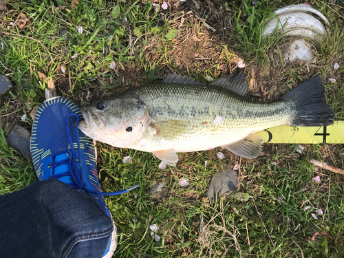 ブラックバスの釣果