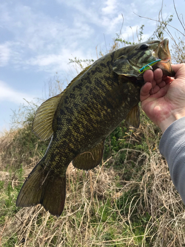 スモールマウスバスの釣果