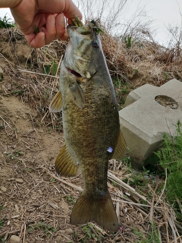 スモールマウスバスの釣果