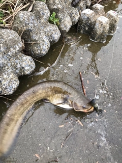 ナマズの釣果