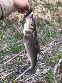 ニゴイの釣果