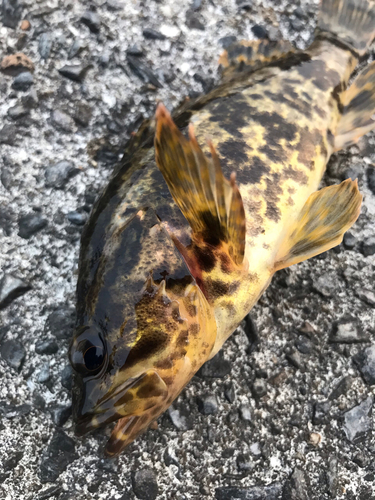 タケノコメバルの釣果