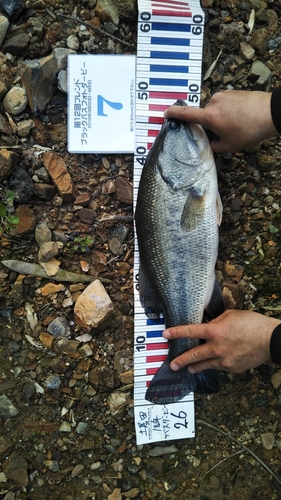 ブラックバスの釣果