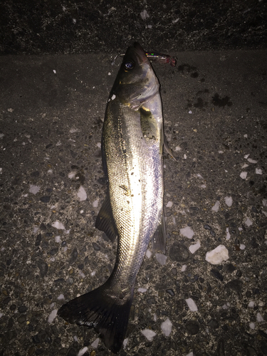 セイゴ（マルスズキ）の釣果